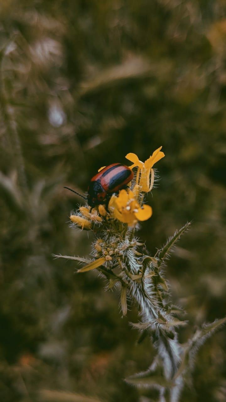 BugOnFlower