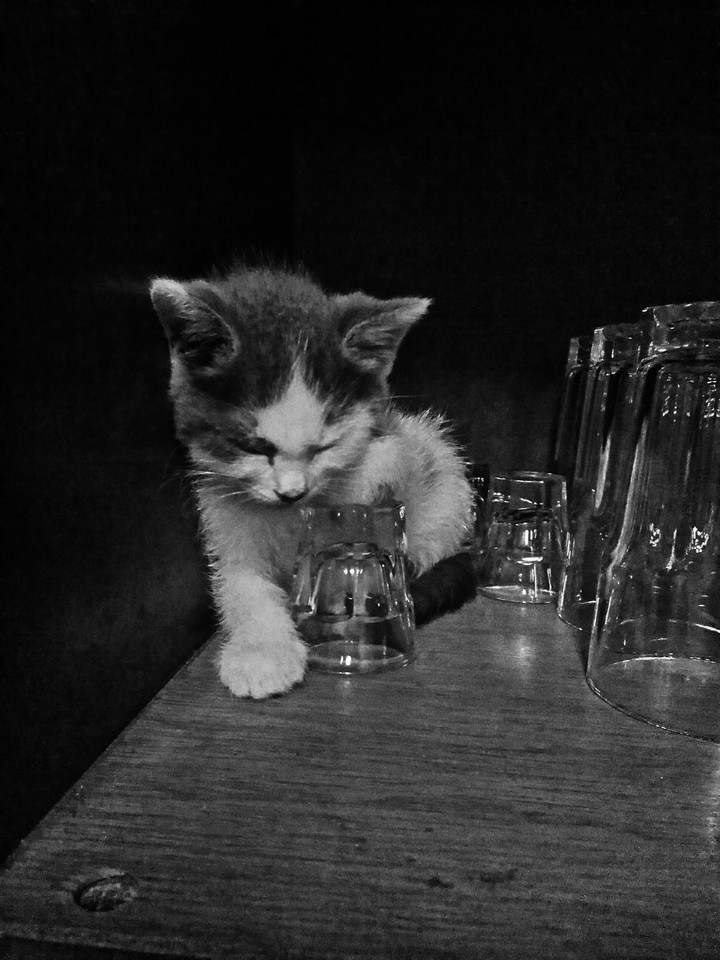 Sleeping cat