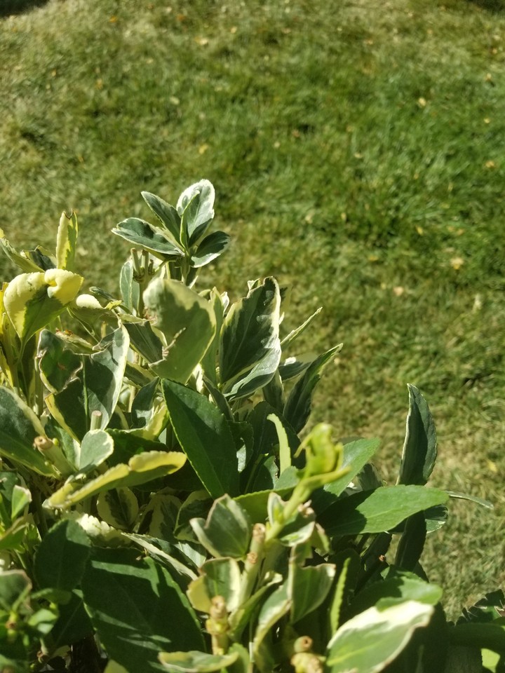 Green Bush and grass