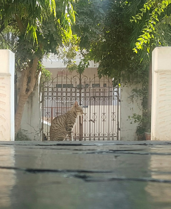 cat
