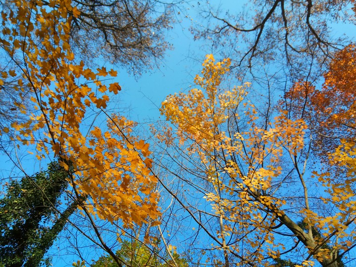 осень, Ташкент autumn,  trees