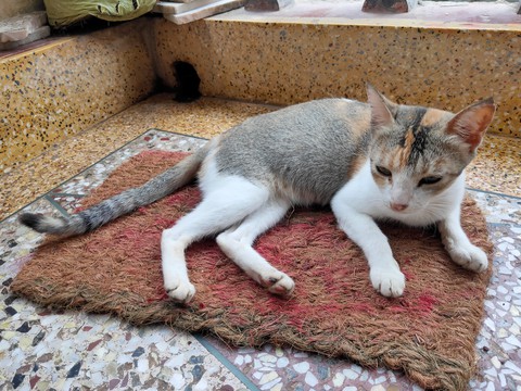 cat