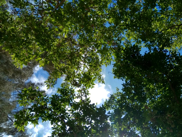 Leaves