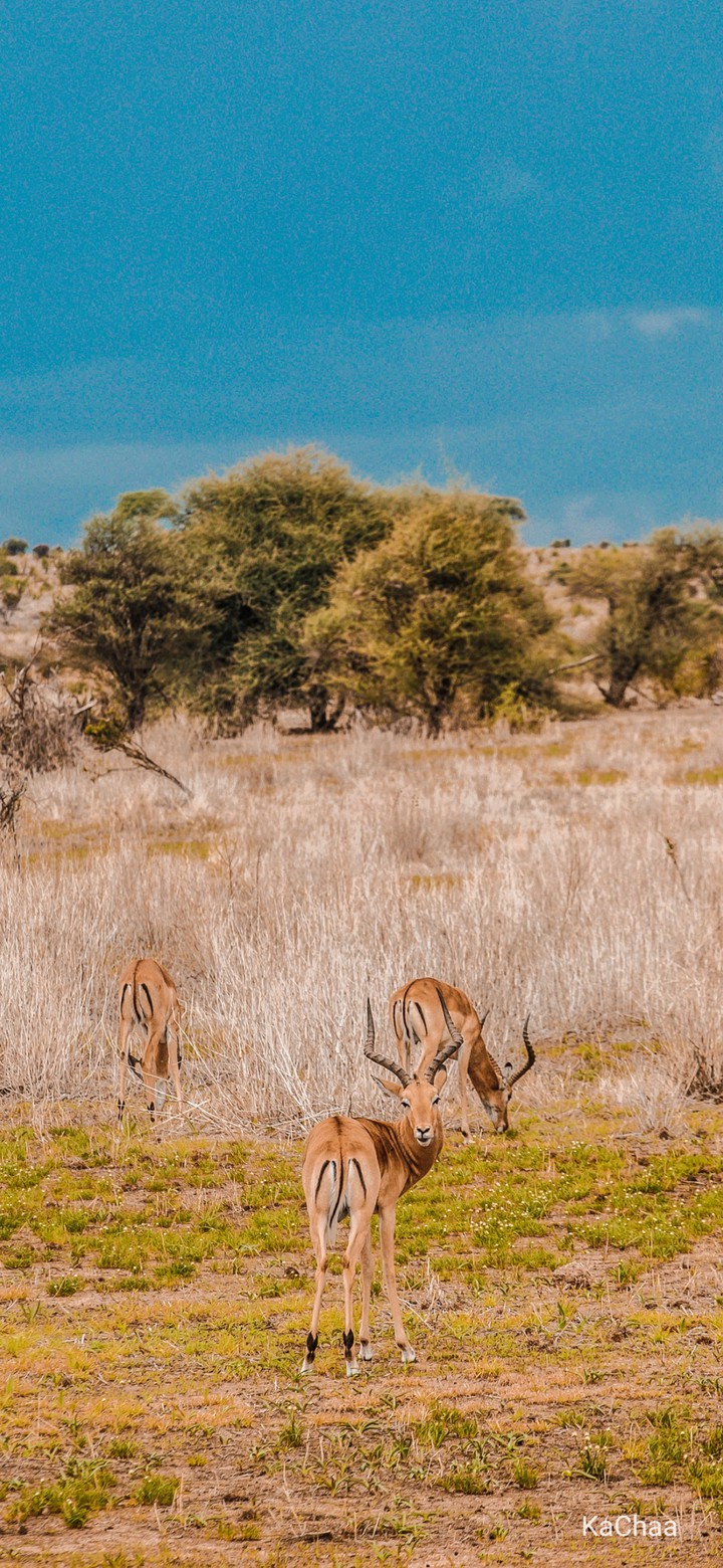 wildlife