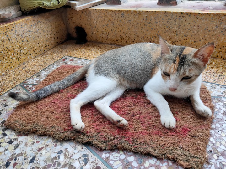 cat