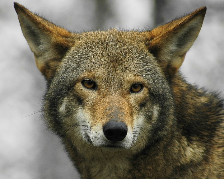 red wolf