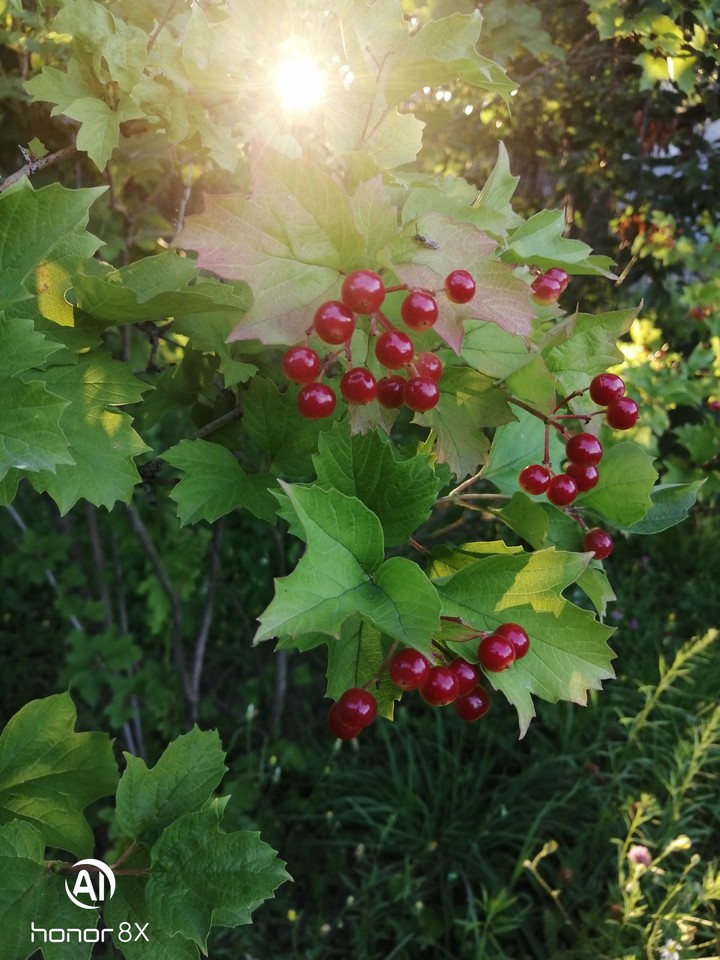 Viburnum opulus