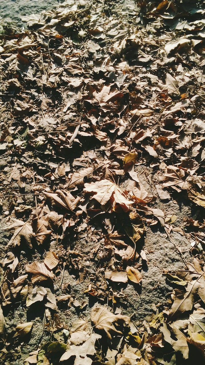 leaves