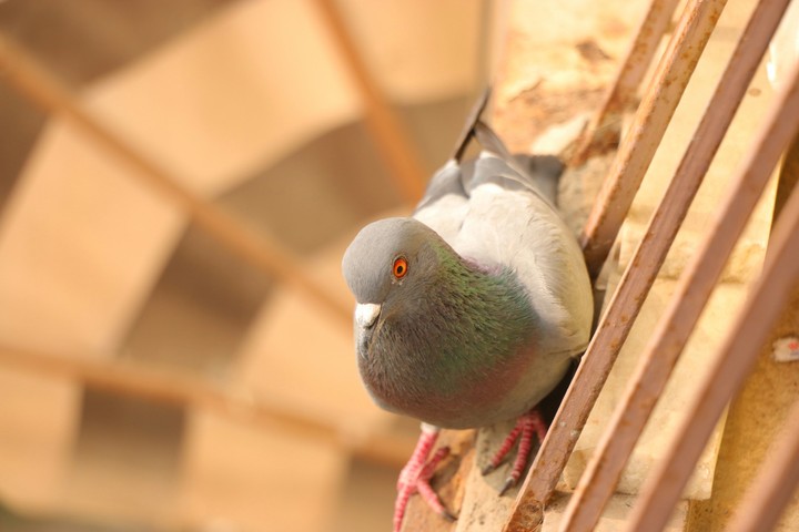 pigeon