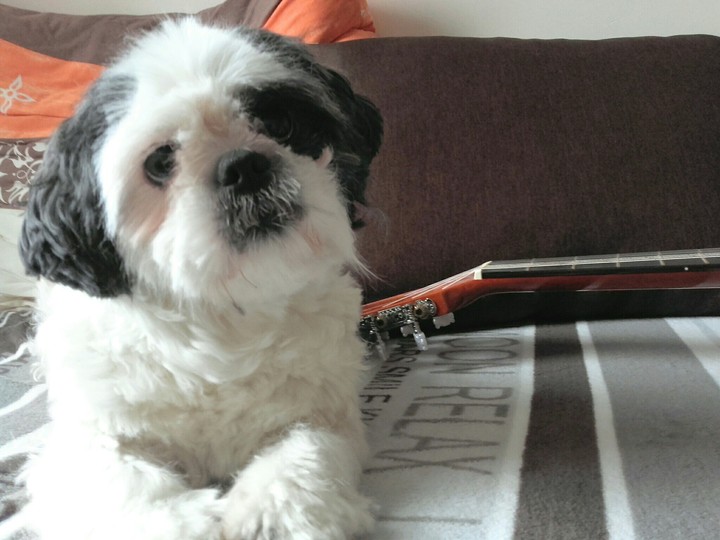 dog