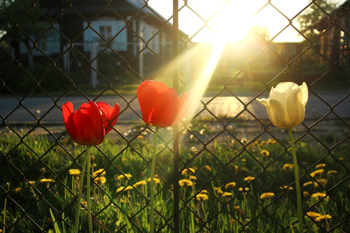 tulips against the background of the sun