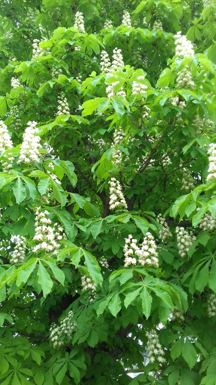 Каштан