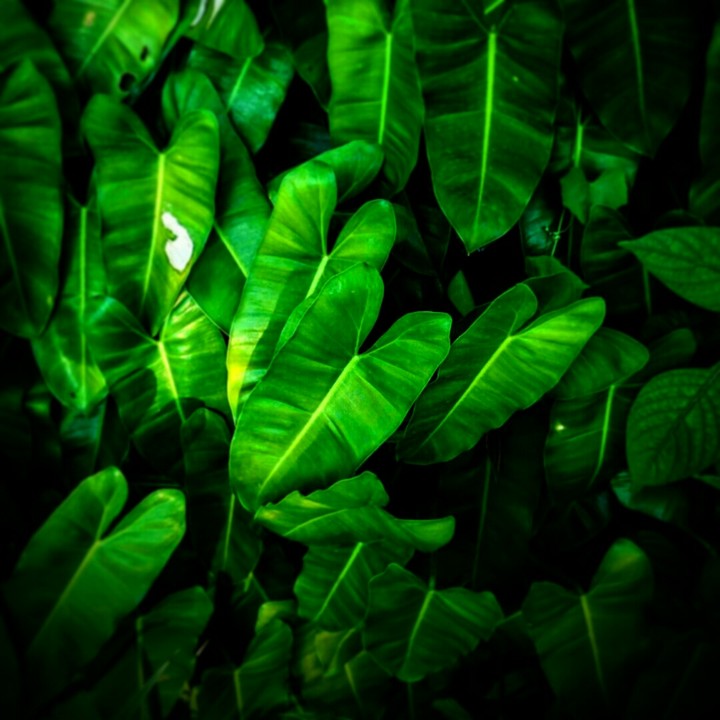 exotic green