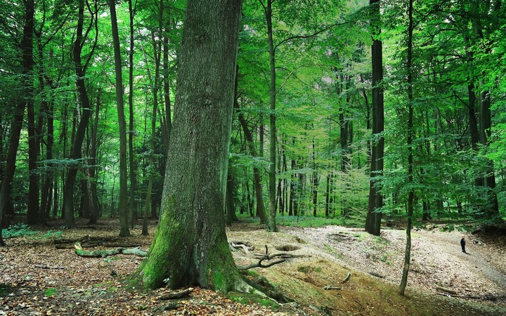 Forest