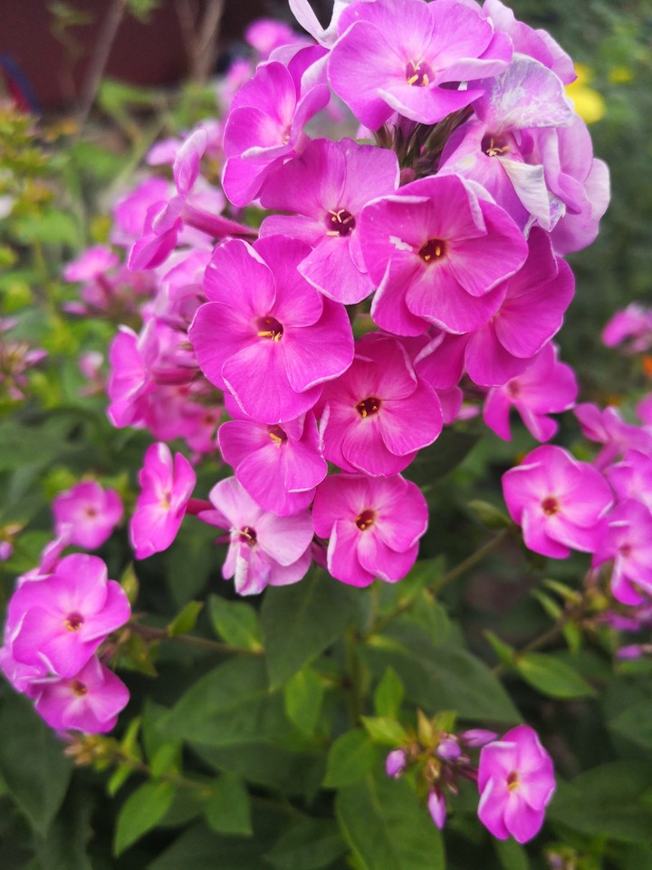 Flower :)