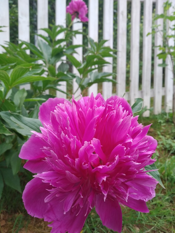 Beautiful pink peonies