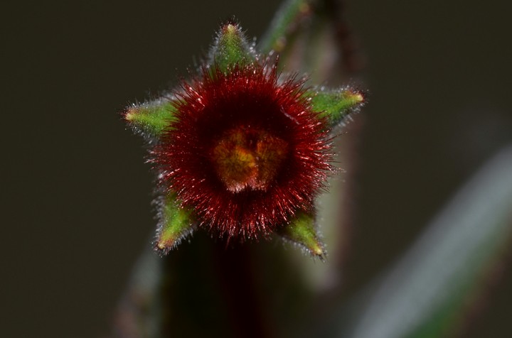 flower macro
