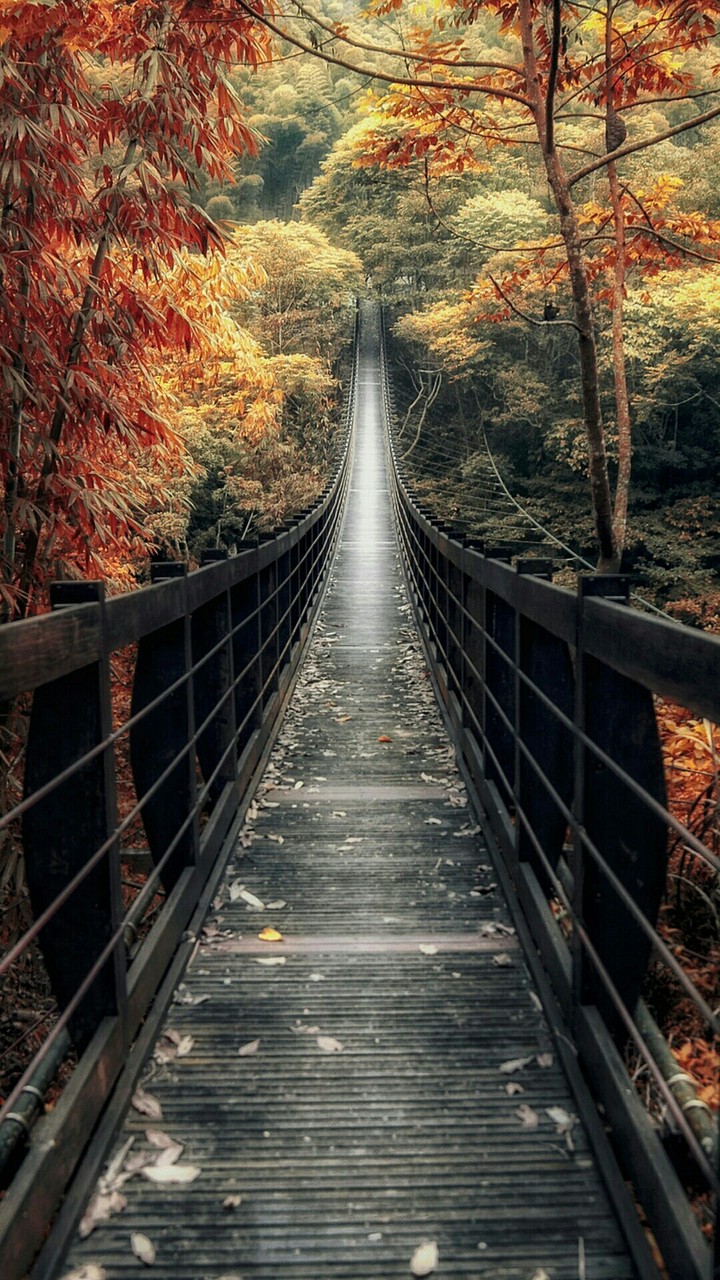 bridge