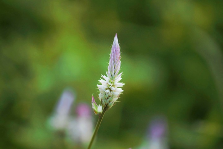 Bokhe effect flower