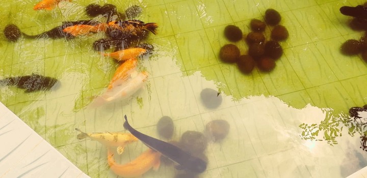 Open Aquarium