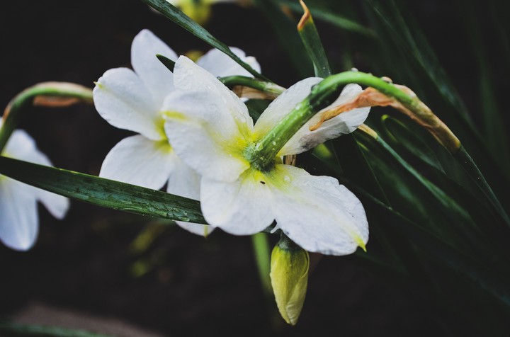 flowers