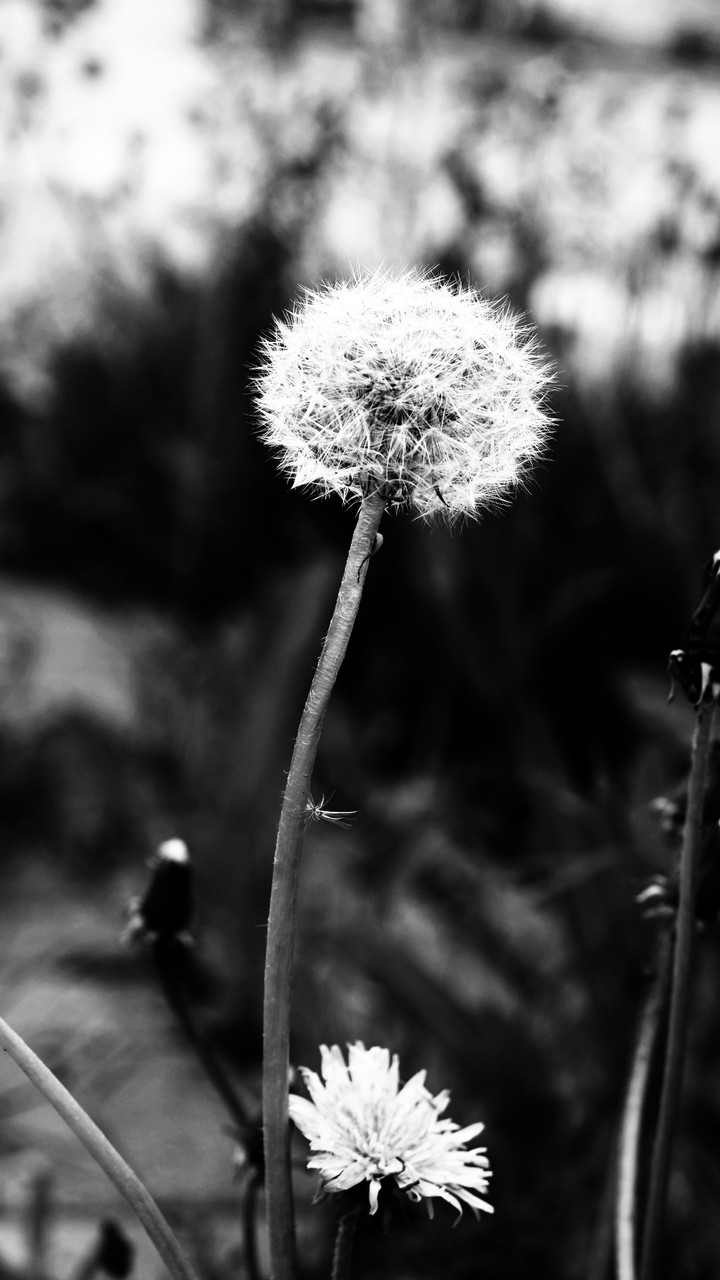 Blackandwhite