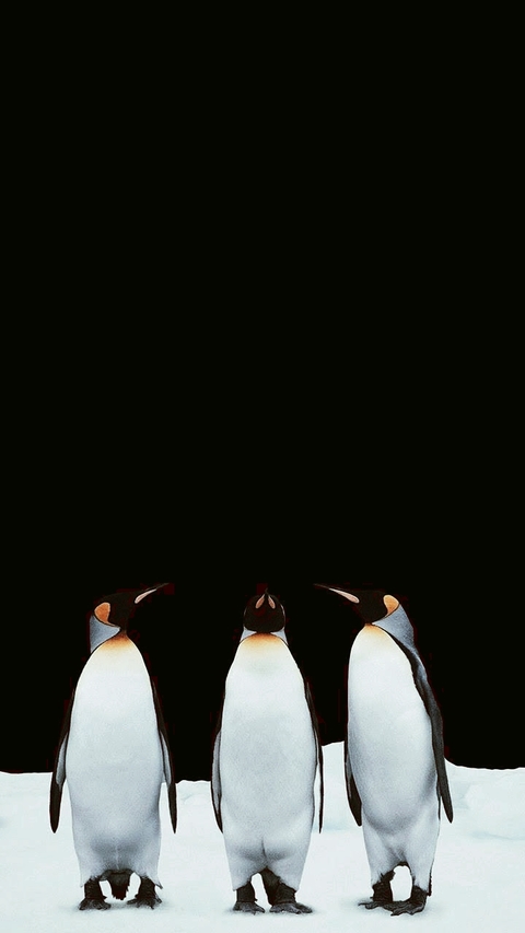 pinguins