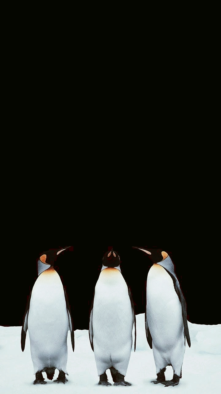 pinguins