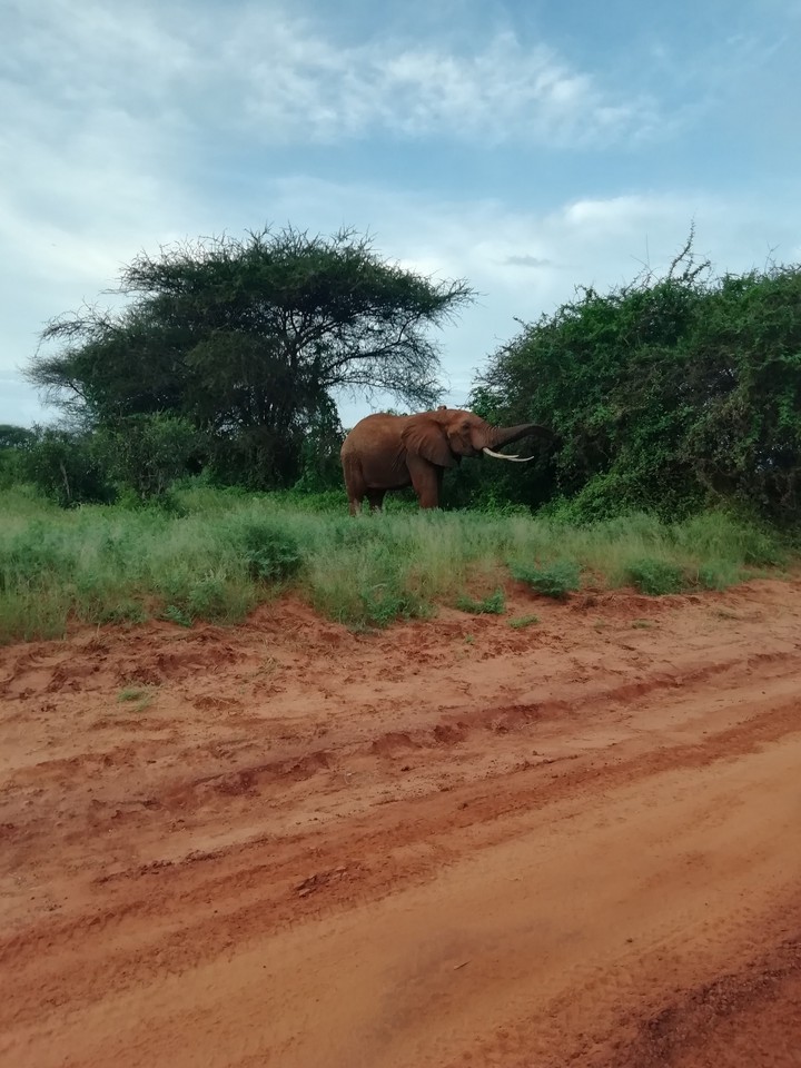 elephant