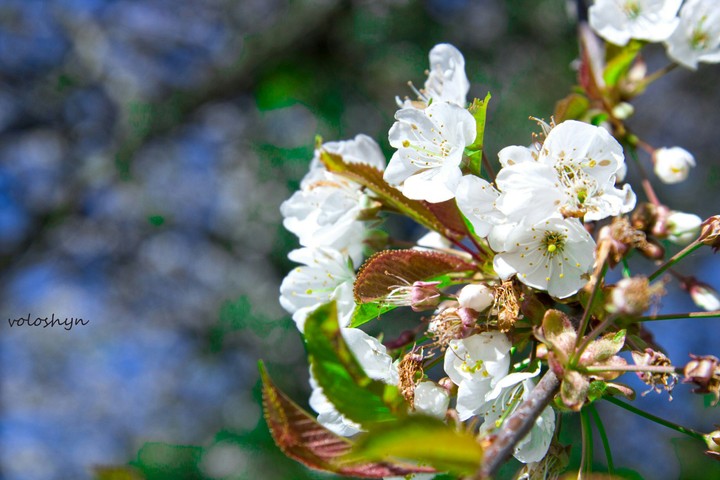 primavera, весна