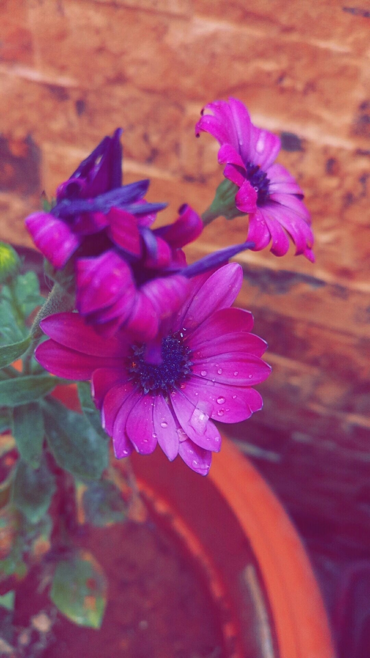 purple flowers 