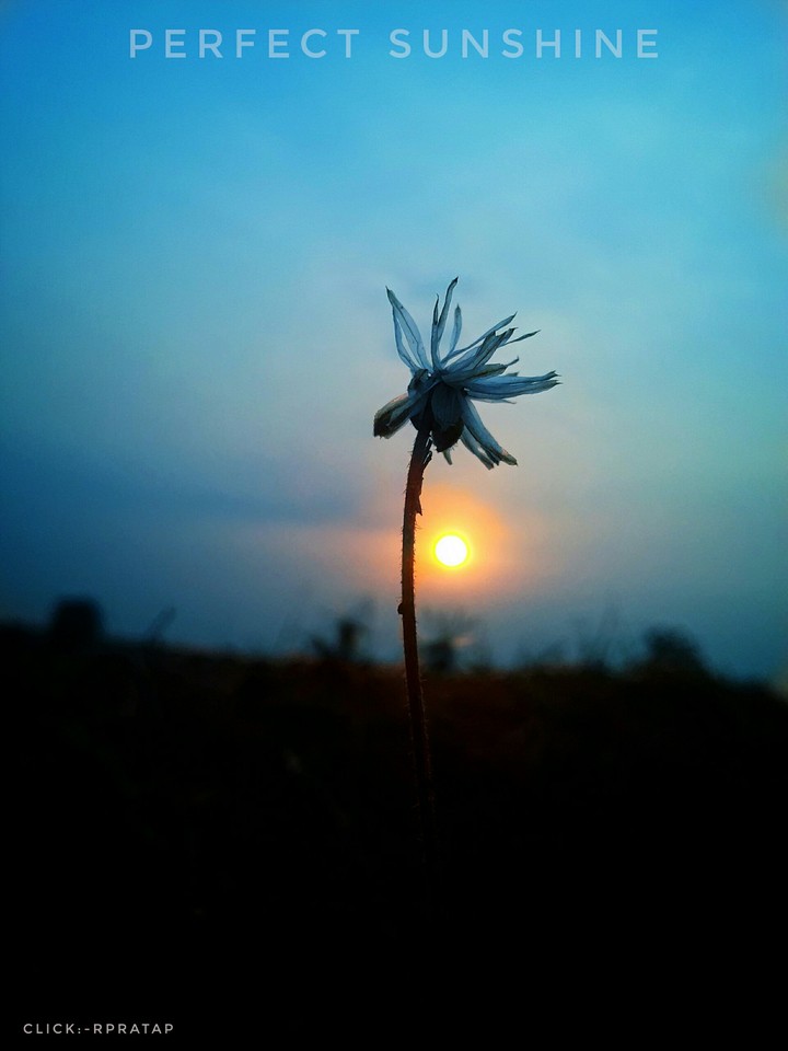 perfect sunshine