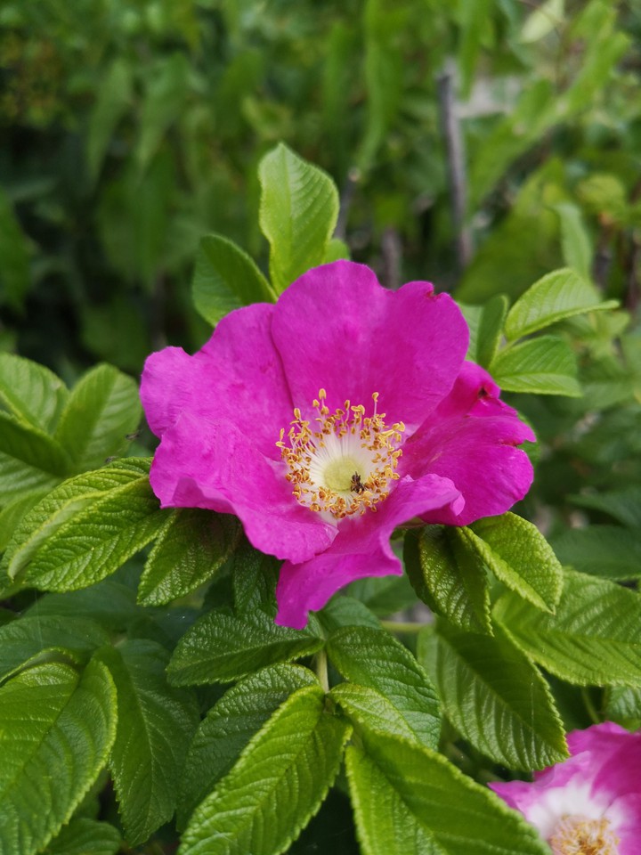 Flower Montreal Summer