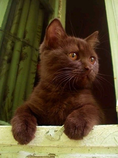 خلفيات whiskers, felidae
