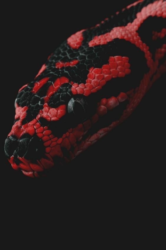 Змея 1