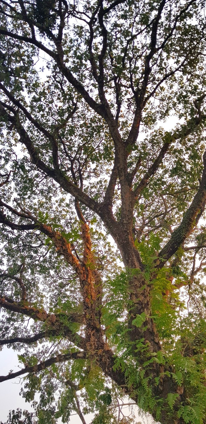 tree