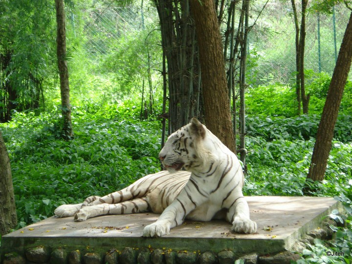 Indian white Tiger