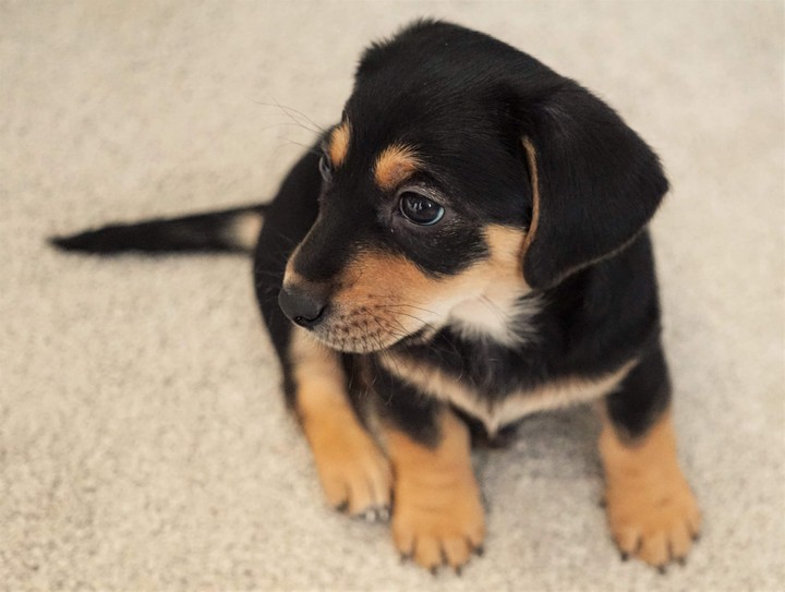 my little puppy