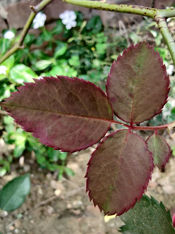 Macro