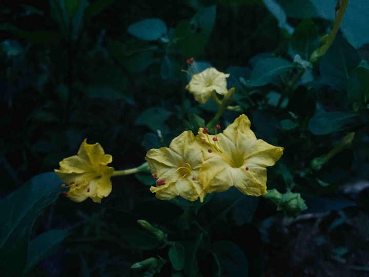 yellow
