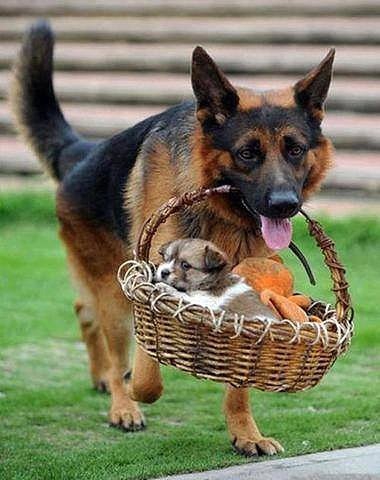 chien promenade pour bébé