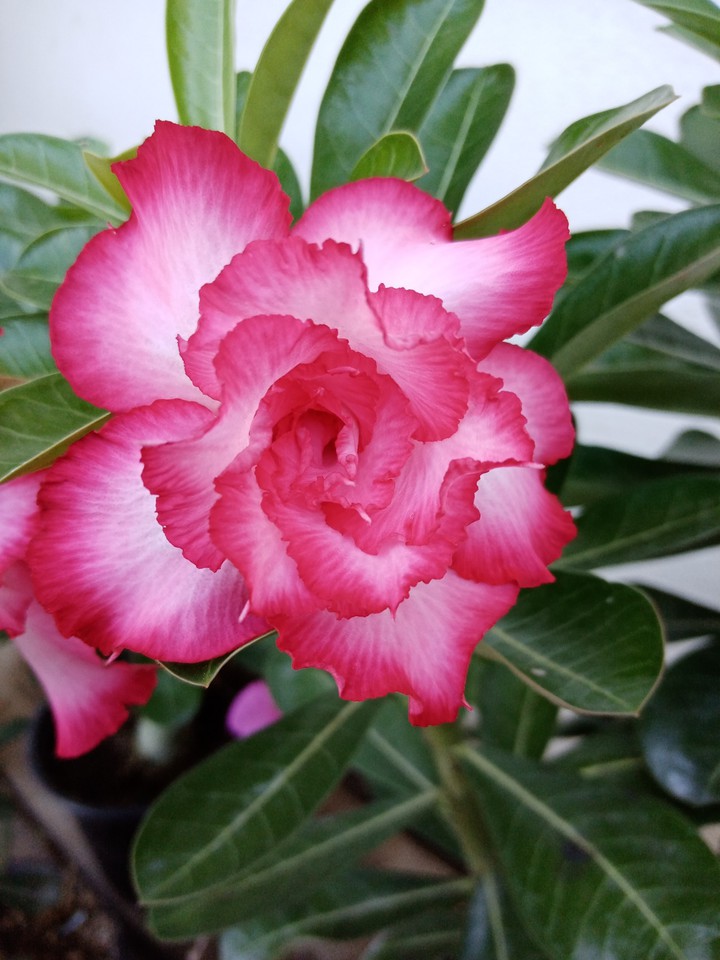 Adenium