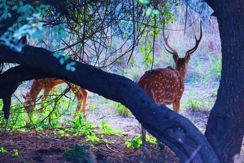 spotted deer antilope