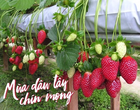 Dâu tây ĐÀ LẠT