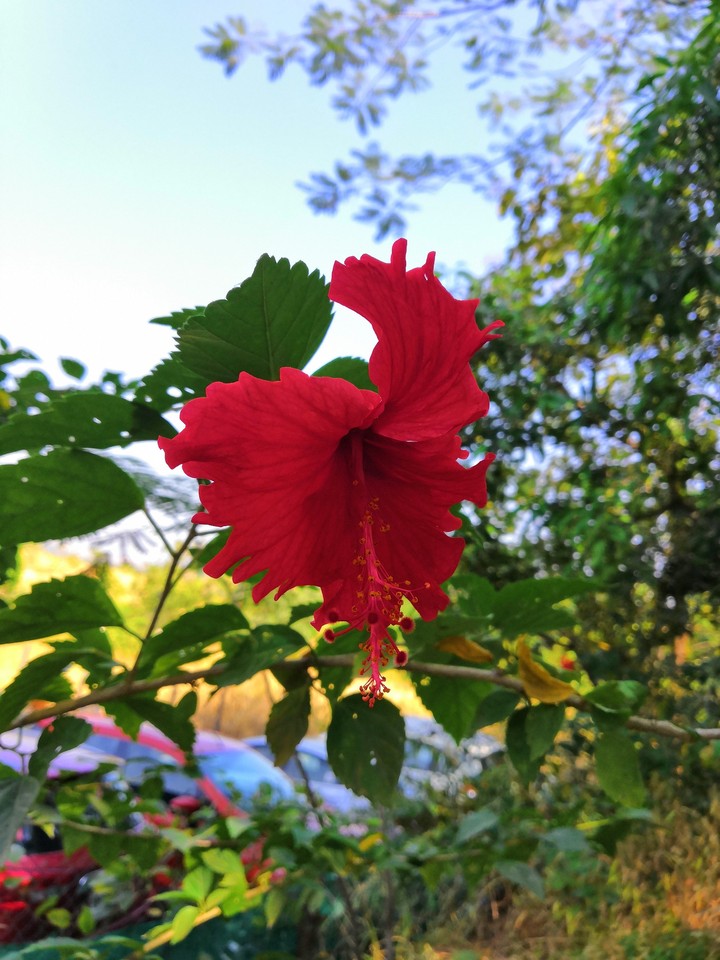 Hibiscus