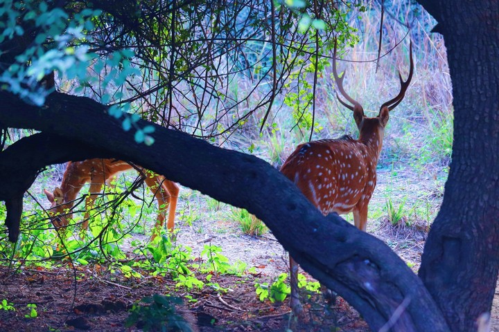 spotted deer antilope