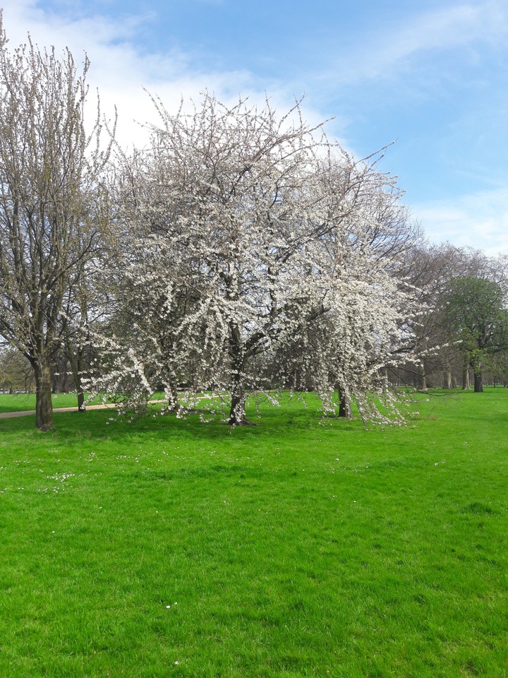 spring