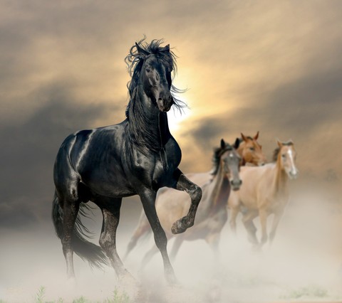 beautiful horse