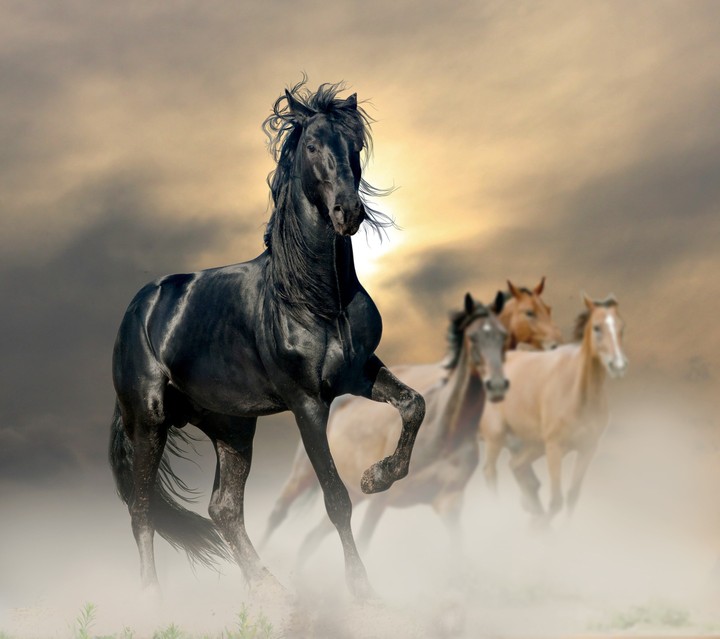 beautiful horse