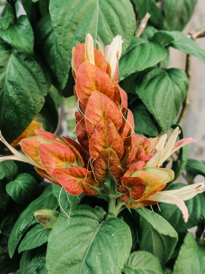 Orange Nature